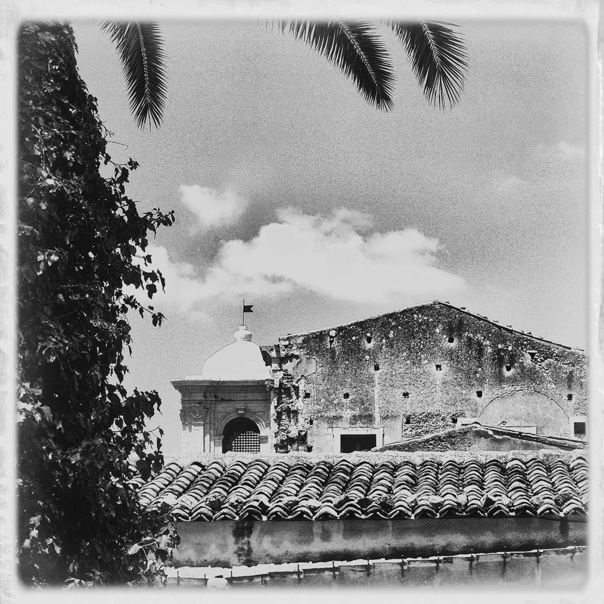 Tetti e palme